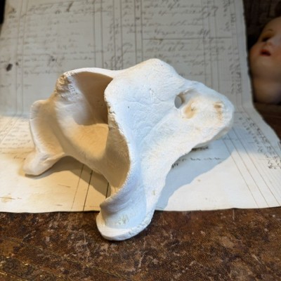 Giraffe vertebra - With CITES license - Giraffa camelopardalis