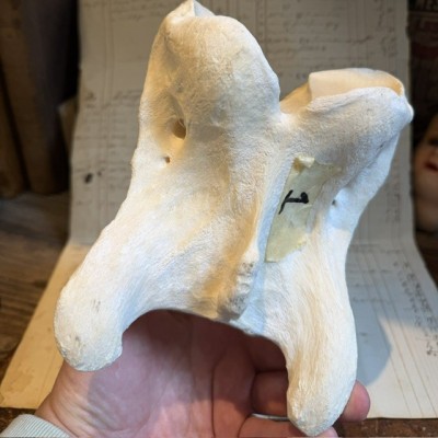 Giraffe vertebra - With CITES license - Giraffa camelopardalis