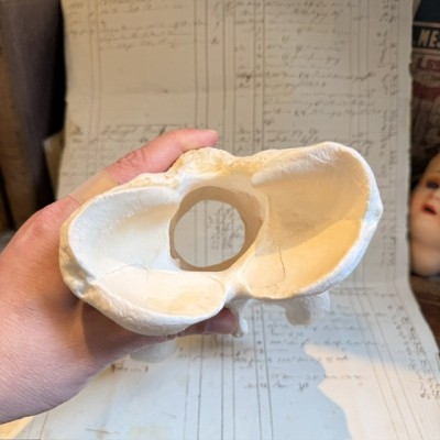 Giraffe vertebra - With CITES license - Giraffa camelopardalis