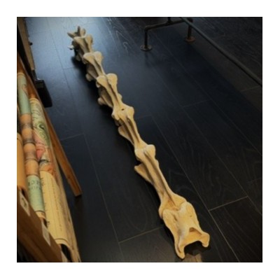 Giraffe vertebra - With CITES license - Giraffa camelopardalis