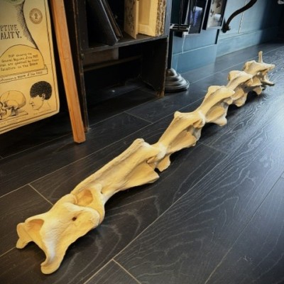 Giraffe vertebra - With CITES license - Giraffa camelopardalis
