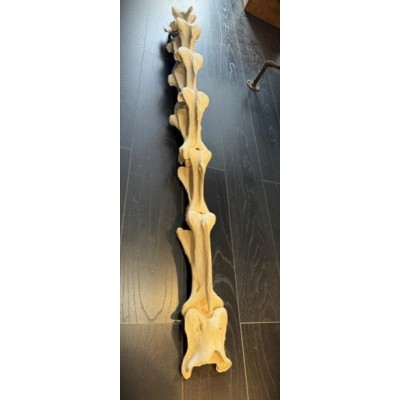 Giraffe vertebra - With CITES license - Giraffa camelopardalis