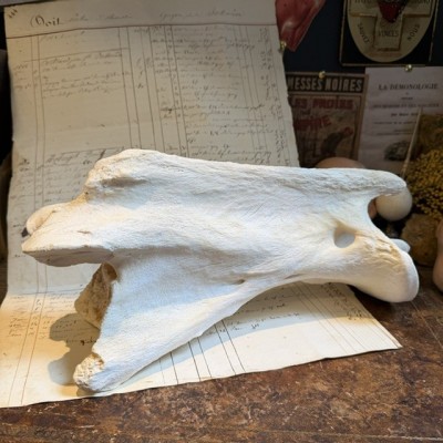 Giraffe vertebra - With CITES license - Giraffa camelopardalis