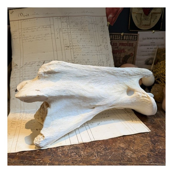 Giraffe vertebra - With CITES license - Giraffa camelopardalis