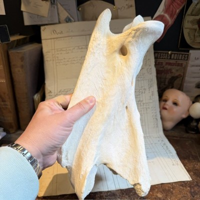 Giraffe vertebra - With CITES license - Giraffa camelopardalis