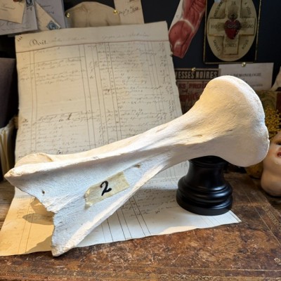 Vertèbre de Girafe - Avec CITES - Giraffa camelopardalis