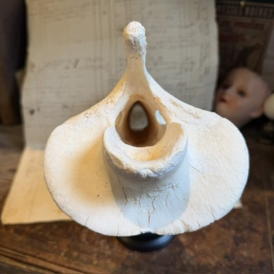 Giraffe vertebra - With CITES license - Giraffa camelopardalis