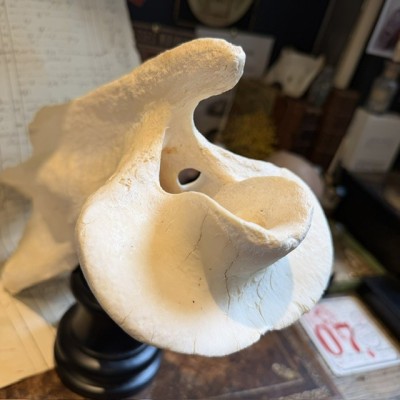 Giraffe vertebra - With CITES license - Giraffa camelopardalis