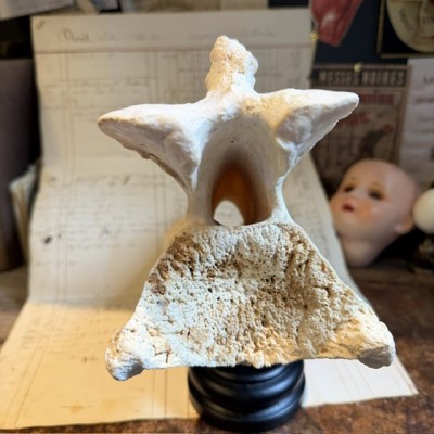 Giraffe vertebra - With CITES license - Giraffa camelopardalis