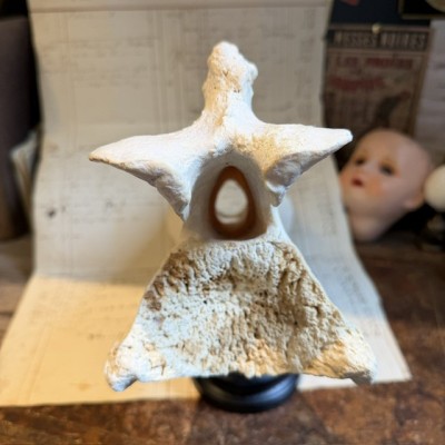 Giraffe vertebra - With CITES license - Giraffa camelopardalis