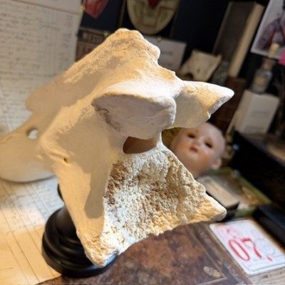 Giraffe vertebra - With CITES license - Giraffa camelopardalis