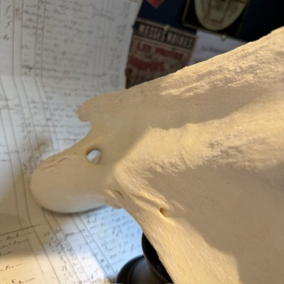 Vertèbre de Girafe - Avec CITES - Giraffa camelopardalis