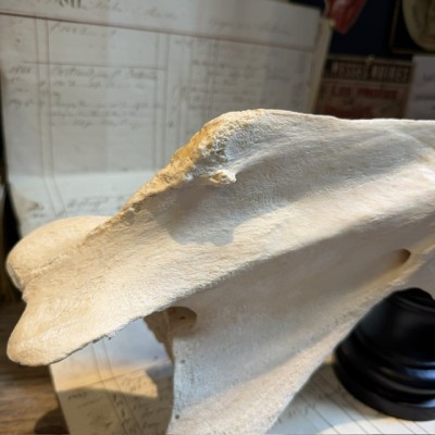 Giraffe vertebra - With CITES license - Giraffa camelopardalis