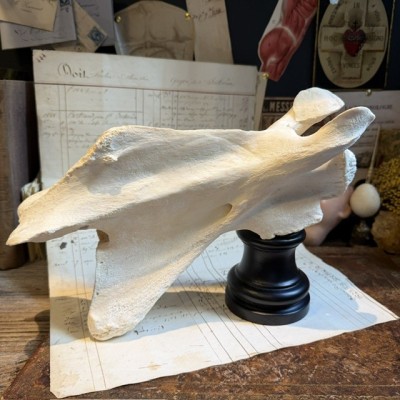 Vertèbre de Girafe - Avec CITES - Giraffa camelopardalis