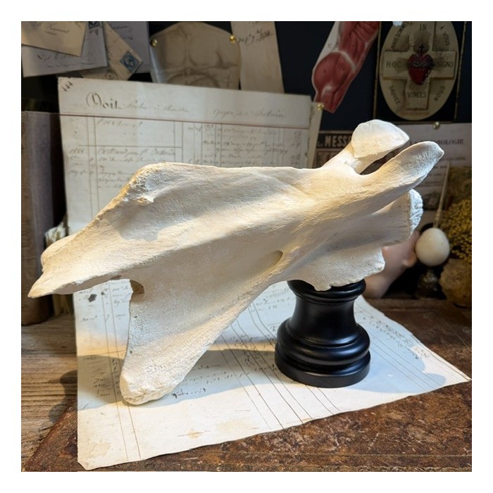 Giraffe vertebra - With CITES license - Giraffa camelopardalis