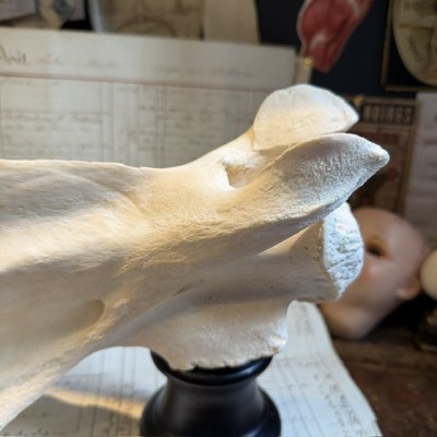 Giraffe vertebra - With CITES license - Giraffa camelopardalis