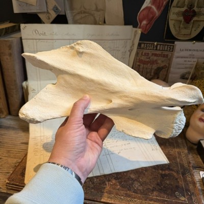 Giraffe vertebra - With CITES license - Giraffa camelopardalis