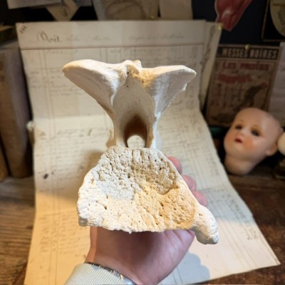 Giraffe vertebra - With CITES license - Giraffa camelopardalis