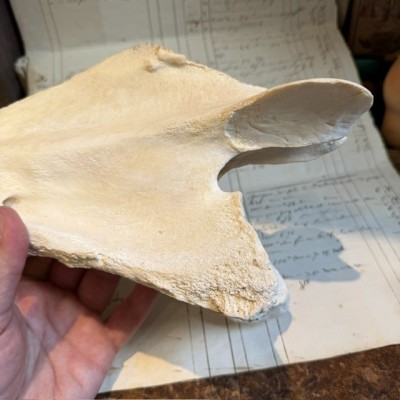 Giraffe vertebra - With CITES license - Giraffa camelopardalis