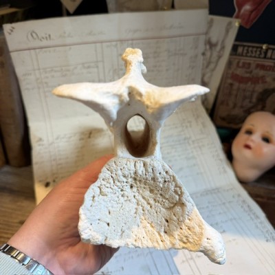 Giraffe vertebra - With CITES license - Giraffa camelopardalis