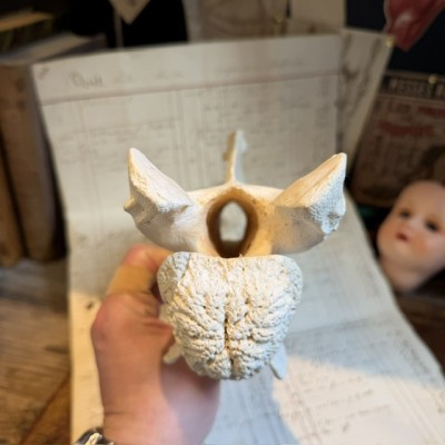 Giraffe vertebra - With CITES license - Giraffa camelopardalis