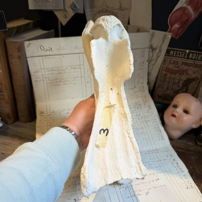 Giraffe vertebra - With CITES license - Giraffa camelopardalis