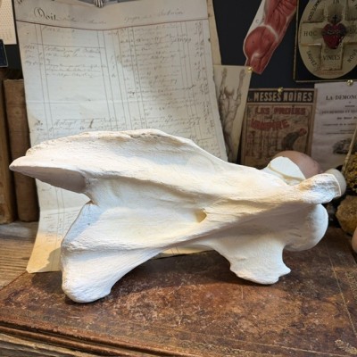 Giraffe vertebra - With CITES license - Giraffa camelopardalis