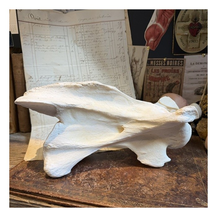 Vertèbre de Girafe - Avec CITES - Giraffa camelopardalis