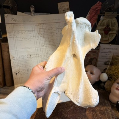 Giraffe vertebra - With CITES license - Giraffa camelopardalis