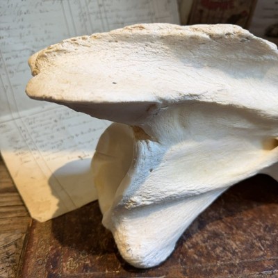 Giraffe vertebra - With CITES license - Giraffa camelopardalis