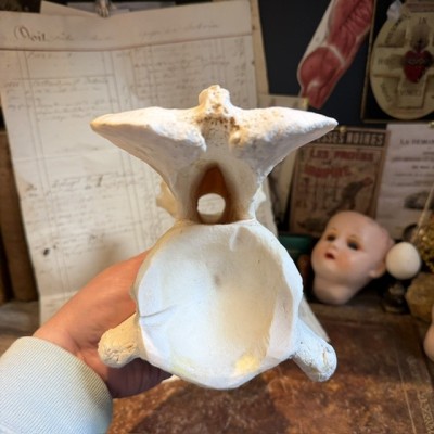 Giraffe vertebra - With CITES license - Giraffa camelopardalis