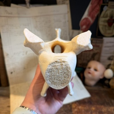 Giraffe vertebra - With CITES license - Giraffa camelopardalis