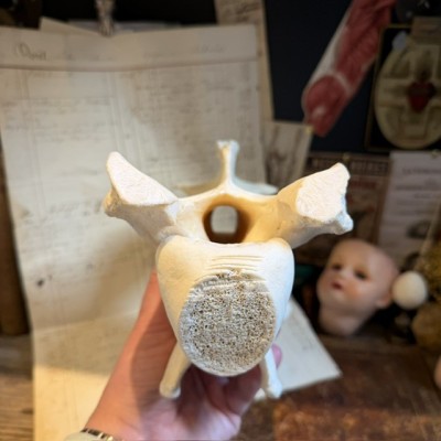 Giraffe vertebra - With CITES license - Giraffa camelopardalis