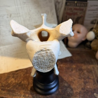 Giraffe vertebra - With CITES license - Giraffa camelopardalis