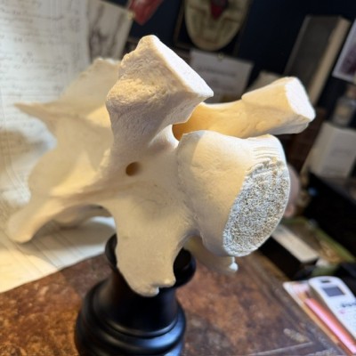 Giraffe vertebra - With CITES license - Giraffa camelopardalis