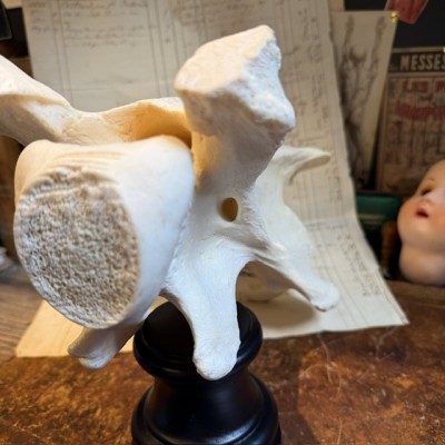 Giraffe vertebra - With CITES license - Giraffa camelopardalis