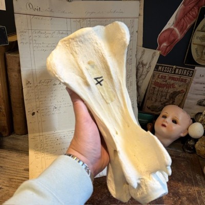 Giraffe vertebra - With CITES license - Giraffa camelopardalis