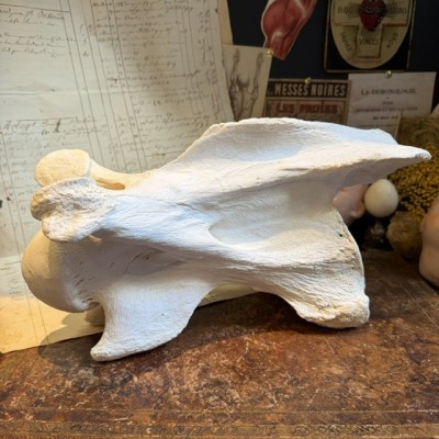 Giraffe vertebra - With CITES license - Giraffa camelopardalis