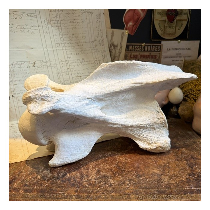 Giraffe vertebra - With CITES license - Giraffa camelopardalis