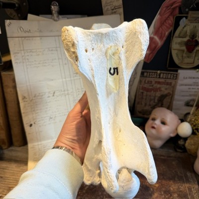 Giraffe vertebra - With CITES license - Giraffa camelopardalis