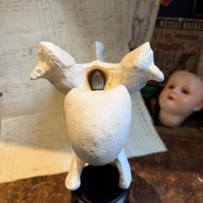 Vertèbre de Girafe - Avec CITES - Giraffa camelopardalis