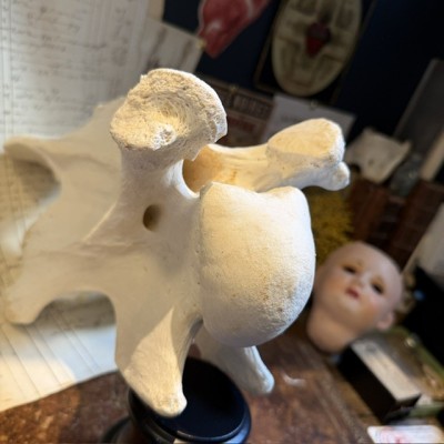 Giraffe vertebra - With CITES license - Giraffa camelopardalis