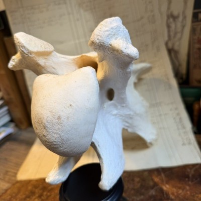 Giraffe vertebra - With CITES license - Giraffa camelopardalis