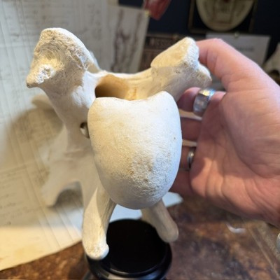 Giraffe vertebra - With CITES license - Giraffa camelopardalis