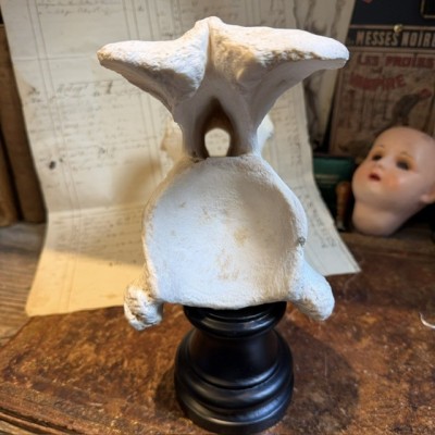 Giraffe vertebra - With CITES license - Giraffa camelopardalis