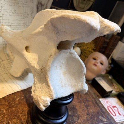 Giraffe vertebra - With CITES license - Giraffa camelopardalis