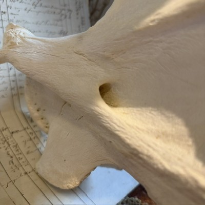 Giraffe vertebra - With CITES license - Giraffa camelopardalis