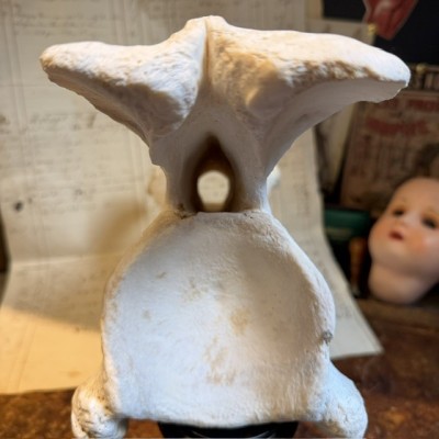 Giraffe vertebra - With CITES license - Giraffa camelopardalis