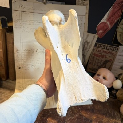 Giraffe vertebra - With CITES license - Giraffa camelopardalis
