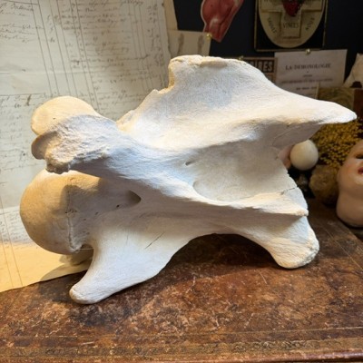 Giraffe vertebra - With CITES license - Giraffa camelopardalis